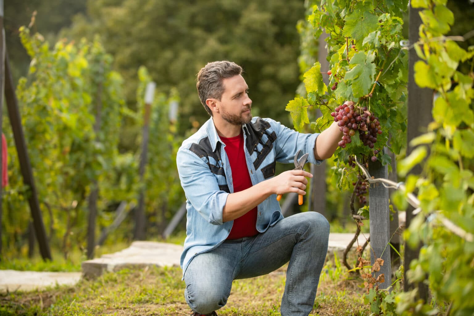 Wine Label Printers micro winery label printer